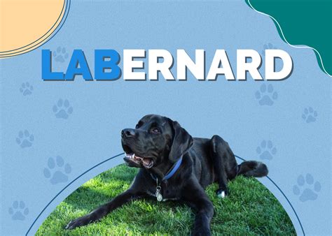 Labernard (Labrador & St. Bernard Mix): Info, Pictures, Facts